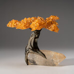 The Joyful Tree // Medium Genuine Citrine Clustered Gemstone Tree on Clear Quartz Crystal Matrix