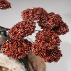 The Safety Tree // Genuine Custom Red Jasper Clustered Gemstone Tree on Citrine Crystal Cluster