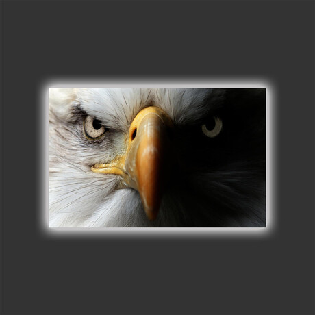 Bald Eagle II