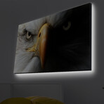 Bald Eagle II