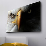 Bald Eagle II