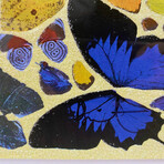 Damien Hirst // Benevolence // 2011