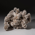 Genuine Natural Desert Rose Selenite Cluster