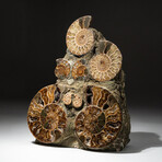 Genuine Natural Calcified Ammonite Cluster Tower