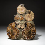 Genuine Natural Calcified Ammonite Cluster Tower