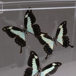 Genuine Butterflies in Acrylic Shadowbox