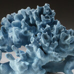 Genuine Natural Blue Ridge Coral
