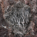 Genuine Natural Critnoid Fossil Plate