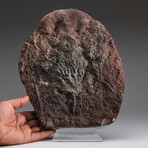 Genuine Natural Critnoid Fossil Plate