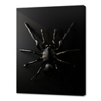 Black Spider (8"W x 10"H x 0.75"D)