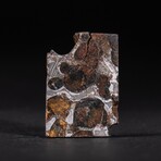 Genuine Seymchan Pallasite Meteorite Slice + Display Box // 4.9 g