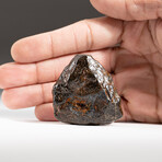 Genuine Natural Canyon Diablo Meteorite + Display Box // 75 g