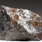 Genuine Natural Canyon Diablo Meteorite + Display Box // 164 g