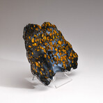 Genuine Natural Seymchan Pallasite Meteorite Slice + Acrylic Display Stand // 225 g