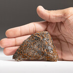 Genuine Natural Canyon Diablo Meteorite + Display Box // 170 g