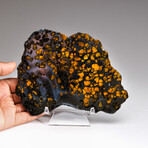 Genuine Natural Seymchan Pallasite Meteorite Slice + Acrylic Display Stand // 225 g