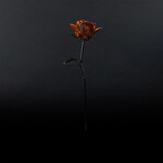 Immortal Rose (Black)