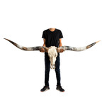 Longhorn Skull // XL Horns // White Storm