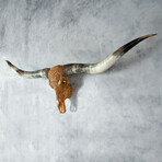 Carved Longhorn Skull // XL Horns // Antique Boho