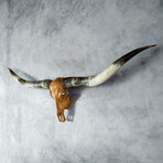 Longhorn Skull // XL Horns // Antique Storm