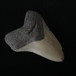 4.42" Megalodon Tooth