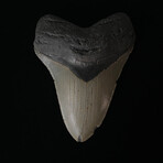 4.42" Megalodon Tooth