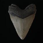 5.50" Massive High Quality Megalodon Tooth