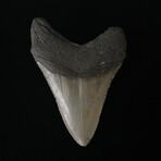 4.48" High Quality Serrated Megalodon Tooth