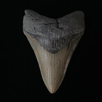 4.60" High Quality Megalodon Tooth
