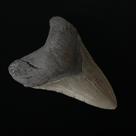 4.48" High Quality Serrated Megalodon Tooth