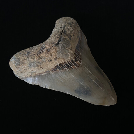 4.42" Amazing Serrated Megalodon Tooth