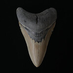 4.71" Serrated Lower Megalodon Tooth