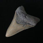 4.60" High Quality Megalodon Tooth