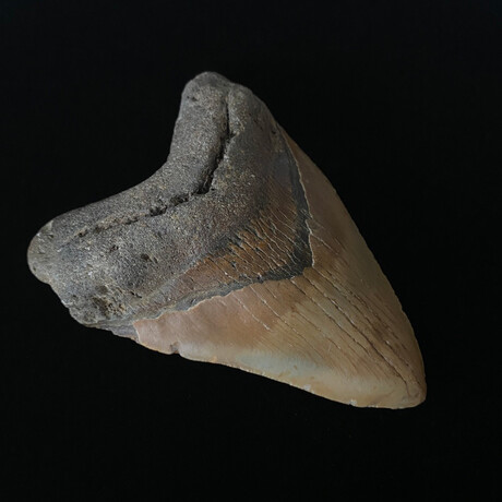 4.65" High Quality Megalodon Tooth