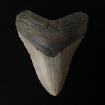 4.26" Megalodon Tooth