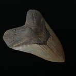 5.10" High Quality Megalodon Tooth