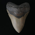 5.32" High Quality Serrated Megalodon Tooth