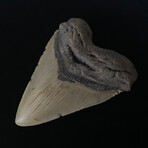 5.00" Megalodon Tooth