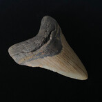 4.25" Megalodon Tooth