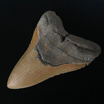 6.32" Massive High Quality Serrated Megalodon Tooth