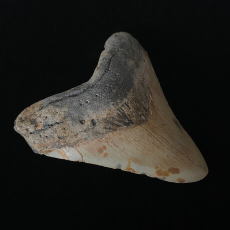 4.72" Megalodon Tooth
