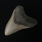 4.26" Megalodon Tooth