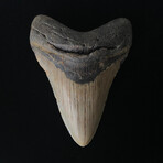 4.25" Megalodon Tooth
