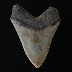 5.10" High Quality Megalodon Tooth