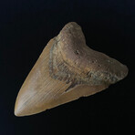 5.19" Serrated Megalodon Tooth