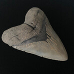 5.45" High Quality Serrated Megalodon Tooth