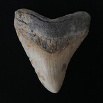 4.72" Megalodon Tooth