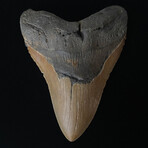 6.32" Massive High Quality Serrated Megalodon Tooth