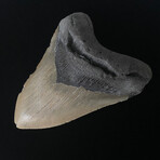 5.50" Massive High Quality Megalodon Tooth