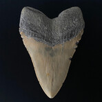 5.73" Massive Serrated Megalodon Tooth